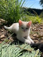Te koop. Hele mooie en lieve boerderijkittens, Dieren en Toebehoren, Katten en Kittens | Overige Katten, Poes