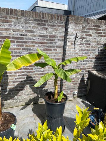 Super leuke musa basjoo tuinbananen boom met pup in pot!! beschikbaar voor biedingen