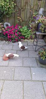Koppel oud hollandse meeuwtjes, Dieren en Toebehoren, Vogels | Duiven, Meerdere dieren, Overige soorten