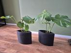 Monstera planten in zwarte potten, Ophalen, Overige soorten, Halfschaduw, In pot