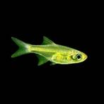 Hobbyaquarium Microdevario Kubotai groene rasbora, Dieren en Toebehoren, Vissen | Aquariumvissen, Vis, Zoetwatervis, Schoolvis