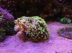Koraal stekken SPS / LPS - Euphyllia Paradivisa Ultra Green, Overige typen, Zoutwatervis