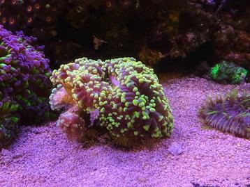 Koraal stekken SPS / LPS - Euphyllia Paradivisa Ultra Green beschikbaar voor biedingen