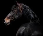 Kwpn merrie, Dieren en Toebehoren, Paarden, Merrie, Recreatiepaard, 11 jaar of ouder