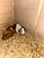 Cavias, Dieren en Toebehoren, Mannelijk, Tam, Maart, Cavia