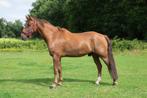 4 jarige ruin, Dieren en Toebehoren, Gechipt, Ruin, Zadelmak, 3 tot 6 jaar