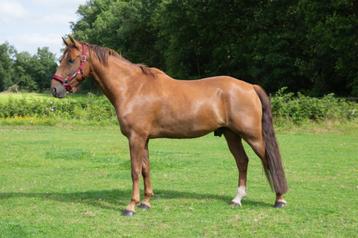 4 jarige ruin  beschikbaar voor biedingen