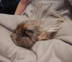 Lief langharig beertje, Cavia, Mannelijk, Tam, September