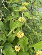 Phomis russeliana/Brandkruit 1 plantje in pot., Vaste plant, Halfschaduw, Zomer, Ophalen