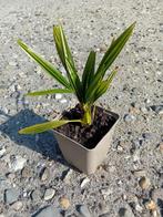 Trachycarpus Fortunei, Overige soorten, Volle zon, Vaste plant, Ophalen of Verzenden