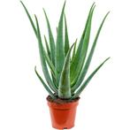 Aloe vera plant, Halfschaduw, Vaste plant, Overige soorten, Ophalen