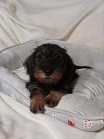 Lieve ruwharige dwerg teckel pups, CDV (hondenziekte), 8 tot 15 weken, Teef, Dwerg