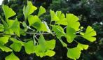Ginkgo biloba, Japanse Notenboom zie onze lijst in de advert, Tuin en Terras, Planten | Bomen, Halfschaduw, Lente, 250 tot 400 cm