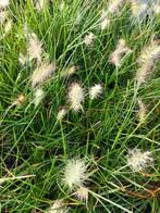 Pennisetum alopecuroides ‘Little Bunny’ (Lampenpoetsersgras), Tuin en Terras, Planten | Tuinplanten, Zomer, Vaste plant, Siergrassen