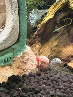 Aquaria Pura: Groot Assortiment Aquariumslakken, Slak of Weekdier