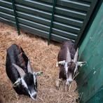 Enkele prachtige toggenburger bokken en geiten cl-cae vrij, Dieren en Toebehoren, Schapen, Geiten en Varkens, Meerdere dieren