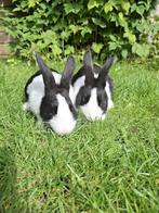 Jonge ras konijnen, Meerdere dieren, Klein, 0 tot 2 jaar