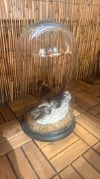 Opgezette Schorpioen in Stolp - Uniek Decoratieobject, Ophalen, Zo goed als nieuw