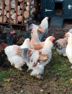 Kippen te koop leggen goed, Dieren en Toebehoren, Pluimvee, Vrouwelijk, Kip