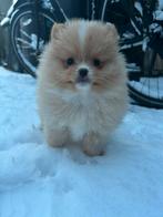 Vier prachtige pomeriaan/pomeranian pups, HCC (leverziekte), Overige rassen, 8 tot 15 weken, Meerdere