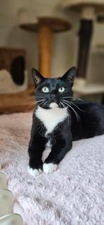 Pien de poes, Dieren en Toebehoren, Katten en Kittens | Overige Katten, Poes, Kortharig, 6 jaar of ouder