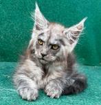 Laaste mooie maine coon poesje beschikbaar, Poes, Gechipt, 0 tot 2 jaar