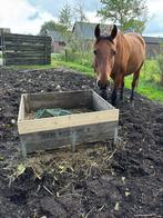 Stalling gezocht voor Lusitanoruin, Dieren en Toebehoren, Stalling