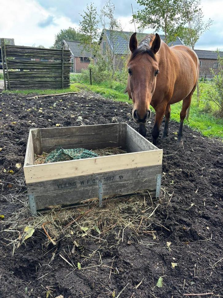 Stalling gezocht voor Lusitanoruin, Dieren en Toebehoren, Stalling en Weidegang, Stalling