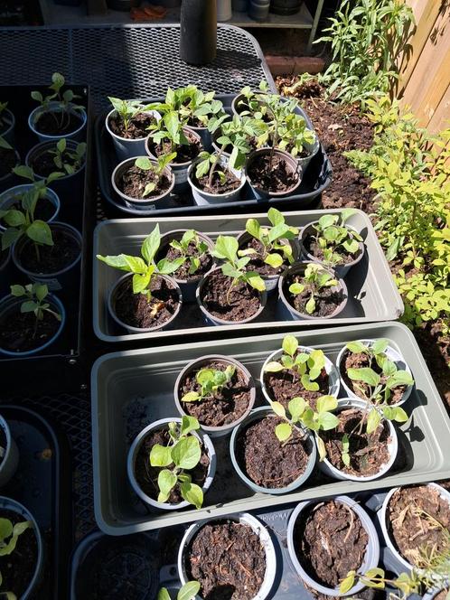 Veel plantjes, Tuin en Terras, Planten | Tuinplanten, Eenjarig, Groenteplanten, Volle zon, Zomer, Ophalen