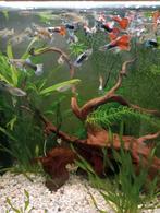 Baby guppies, Dieren en Toebehoren