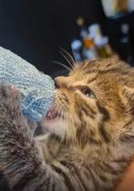 Lieve kittens, Dieren en Toebehoren, Meerdere dieren