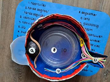 GRATIS model doorsnede koeienoog - Biologie project beschikbaar voor biedingen