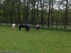 Stalling en weidegang Apeldoorn, Dieren en Toebehoren, Stalling en Weidegang, 2 of 3 paarden of pony's, Weidegang