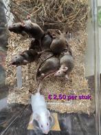 Voedermuizen te koop., Ophalen, Overige typen