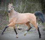 Geweldige Allround D pony valk - Toekomstige FEI sportpony, Dieren en Toebehoren, Pony's, Gechipt, Ruin, 0 tot 2 jaar, Zadelmak