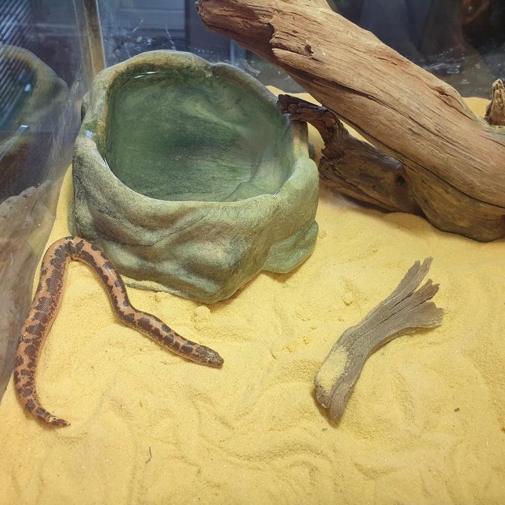 Gongylophis (Eryx) colubrinus, Keniaanse zandboa Rat Snake - female for sale from Tom Rocks