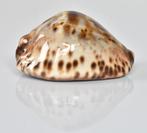 Schelpen: Cypraea (zoila) jeaniana sherylae 71mm (F++/F+++), Ophalen of Verzenden, Schelp(en)