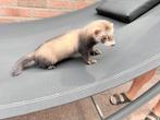 Te koop mooie fretten pup, Dieren en Toebehoren, Mei, Mannelijk