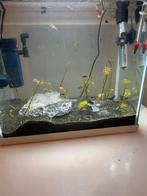 Aquarium superfish 30/35 liter, Dieren en Toebehoren, Vissen | Aquaria en Toebehoren, Ophalen, Zo goed als nieuw, Gevuld zoetwateraquarium