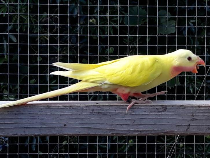 Gevraagd: Barnard en Princess, Dieren en Toebehoren, Vogels | Parkieten en Papegaaien, Parkiet, Meerdere dieren, Geringd