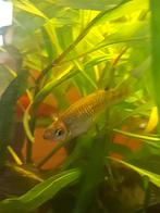 Gratis zoetwater vissen, Dieren en Toebehoren, Vissen | Aquariumvissen, Vis, Zoetwatervis