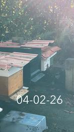 Bijenvolk bijenvolken bijenkast bijen buckfast carnica, Bijen