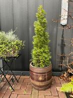 Houten biervat, Ophalen