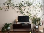 Kamerplant Philodendron Scandens Brasil in pot, Huis en Inrichting, Ophalen, Overige soorten, Halfschaduw, In pot