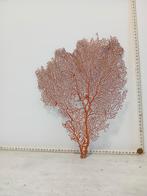 Rode Zeewaaier / Waaierkoraal - Decoratie, Ophalen of Verzenden