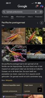 Gezocht, koumansetta rainfordi, mespilia globulus, garnaal, Dieren en Toebehoren, Vissen | Aquariumvissen, Kreeft, Krab of Garnaal