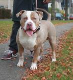 American Bully XL-XXL Tri color dekreuen, Dieren en Toebehoren, Rabiës (hondsdolheid), Reu, Meerdere, 3 tot 5 jaar