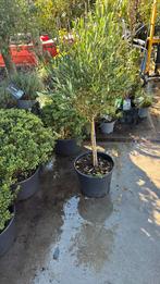 Olijf boompje opstam winterhard kan zonder stok gepland29,95, Ophalen, Zomer, Vaste plant, Halfschaduw