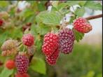 Tayberry (braamboos) in pot, Tuin en Terras, Planten | Fruitbomen, Ophalen, Minder dan 100 cm, Lente, Overige soorten