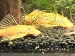 Ancistrus blue eye L144, Vis, Zoetwatervis